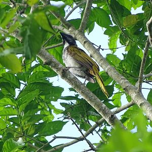 Black-headed saltator (Saltator atriceps)