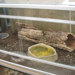 Nordsjællands Fuglepark - Blue-tongued skink exhibit