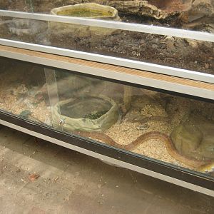 Nordsjællands Fuglepark - Corn snake exhibit