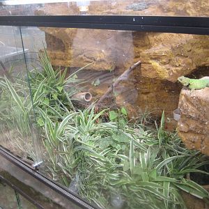 Nordsjællands Fuglepark - Spiny lizard exhibit