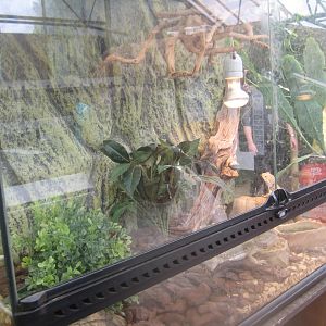 Nordsjællands Fuglepark - Dwarf bearded dragon exhibit