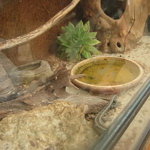 Nordsjællands Fuglepark - Lizard(?) exhibit