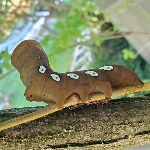 ID Please - Cincinnati, OH