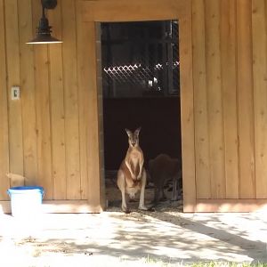 Kangaroo
