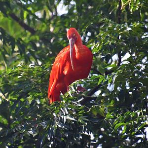 Scarlet Ibis