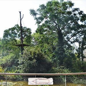Black and Gold howler monkey and Emperor tamarin outdoor enclosure
