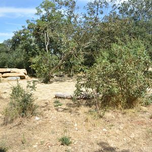 Second cheetah exhibit