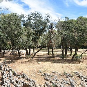Addax and Arabian oryx mixed exhibit