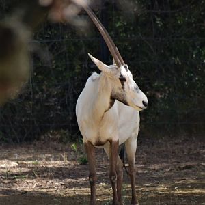 Arabian oryx