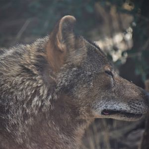 Iberian wolf pack alpha