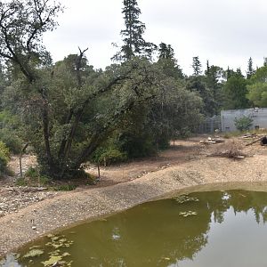 Syrian brown bear exhibit