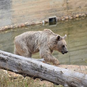 Syrian brown bear