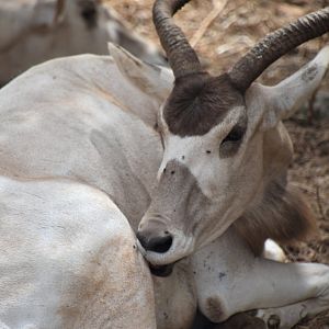 Addax portrait