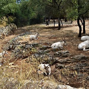 Group of seven Addax