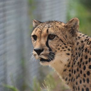 Cheetah portrait