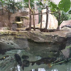 Caiman and Turtle pool