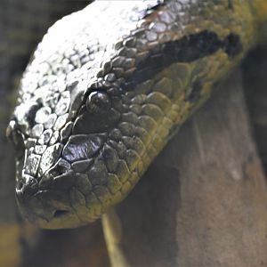 Green anaconda portrait
