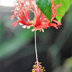 Flora in the Rainforest Hall