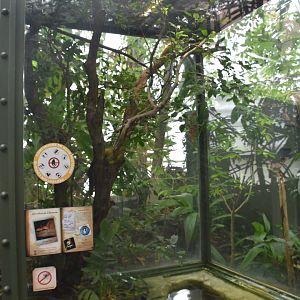 Amazon tree boa terrarium