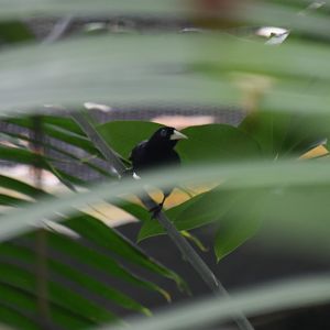 Scarlet-rumped cacique through the foliage