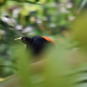 Scarlet-rumped cacique in flight
