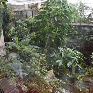 Rainforest Hall foliage