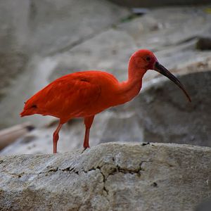 Scarlet ibis