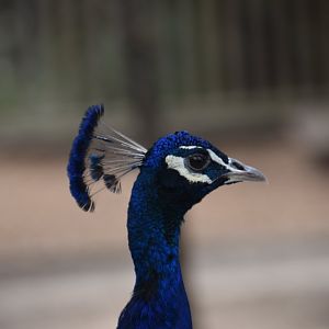 Peacock Portrait
