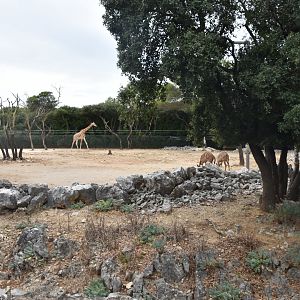 Giraffe and nyala mixed exhibit