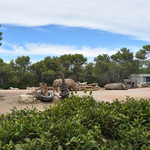 Southern white rhino exhibit