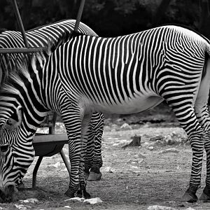 Grevy's Zebra