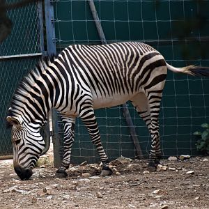 Hartmann's Mountain Zebra