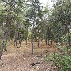 Example of forest in the Zoo