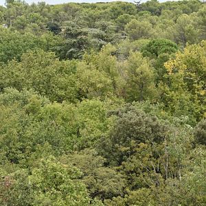 View over relatively untouched forest from the zoo