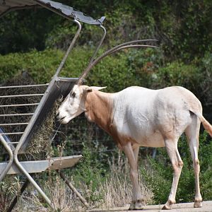 Scimitar-horned oryx feeding
