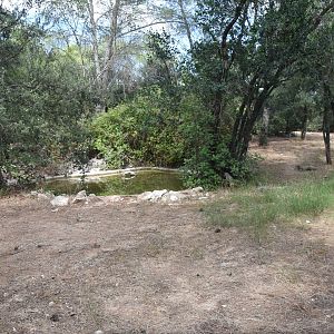 African wild dog exhibit