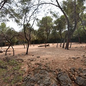 Persian onager exhibit