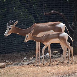 Mhorr gazelle mother and boy