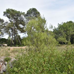 Scimitar-horned oryx exhibit