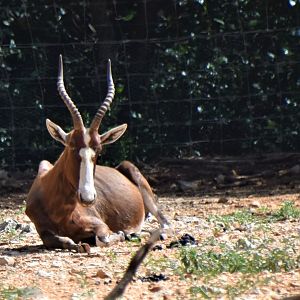 Blesbok