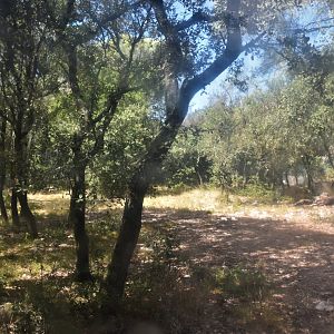 Immense Kirk's dik-dik exhibit