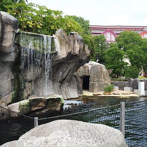 Temporary California sea lion exhibit - Normally main Harbor seal exhibit, 2020-06-28