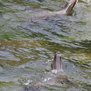 Swimming California sea lion (Zalophus californianus), 2020-06-28