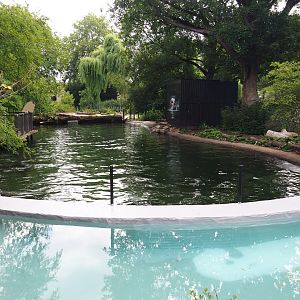 Current main Eastern Atlantic harbor seal exhibit (Former Dalmatian pelican exhibit), 2020-06-28