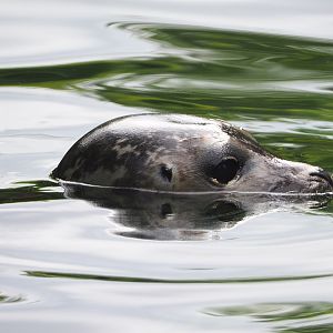 Eastern Atlantic harbor seal (Phoca vitulina vitulina), 2020-06-28