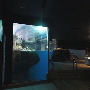 Mixed penguin exhibit and visitor area in penguin house 'Vriesland', 2020-06-28
