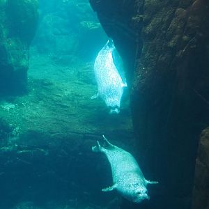 Eastern Atlantic harbor seals (Phoca vitulina vitulina) swimming underwater, 2020-06-28