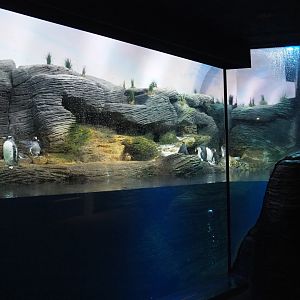 King penguin, Macaroni penguin and Subantarctic gentoo penguin exhibit, 2020-06-28