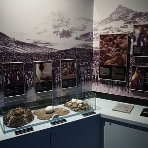 Educational display on penguin reproduction, 2020-06-28
