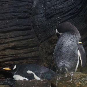 Subantarctic gentoo penguins (Pygoscelis papua papua), 2020-06-28